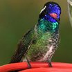 White-eared Hummingbird